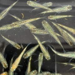 スーパーラメ　メダカ　めだかの画像