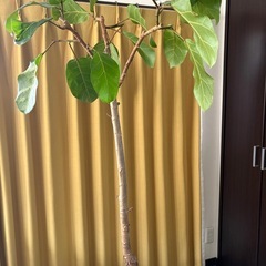 希少　　フィカスアフリカンプリンス🌱の画像