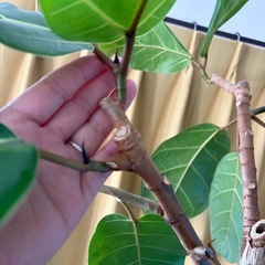 希少　　フィカスアフリカンプリンス🌱の画像