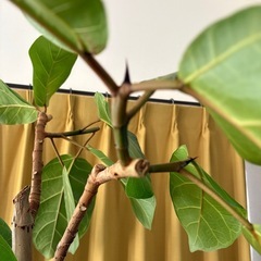 希少　　フィカスアフリカンプリンス🌱の画像