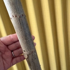 希少　　フィカスアフリカンプリンス🌱の画像