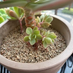 多肉植物　エケベリア　七福神の画像