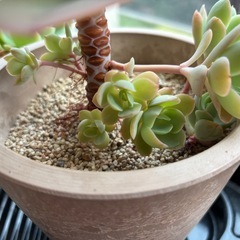 多肉植物　エケベリア　七福神の画像