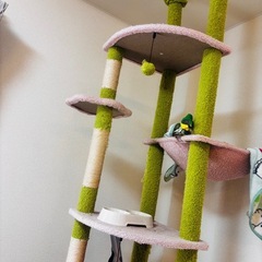 キャットタワーの画像