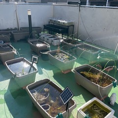 温帯睡蓮の画像