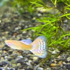 RREAMIXグッピー2ペア(1名)の画像