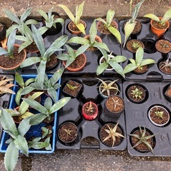 多肉植物(サボテン)仔株好きなの20鉢までの画像