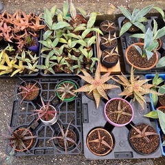 多肉植物(サボテン)仔株好きなの20鉢までの画像