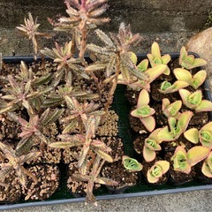 多肉植物(サボテン)仔株好きなの20鉢までの画像