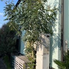 3本の木を根ごと持って行ってくれる方に差し上げますの画像