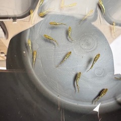 ゴールド系✨10匹   めだか　メダカの画像