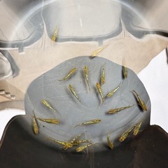 ゴールド系✨10匹   めだか　メダカの画像