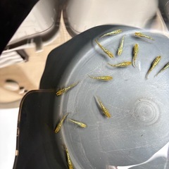 ゴールド系✨10匹   めだか　メダカの画像