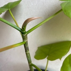 ウンベラータ　鉢植え　観葉植物の画像