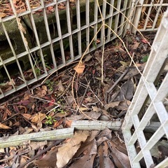 ボロボロの外用のサークルの画像