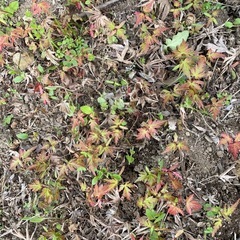 いろは紅葉の画像