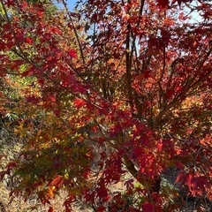 いろは紅葉の画像