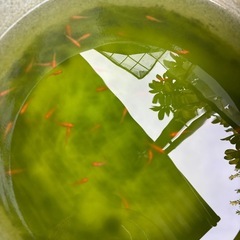 メダカ　紅帝楊貴妃　若魚　30円の画像