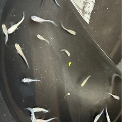 ミックスメダカ18匹　現物①の画像