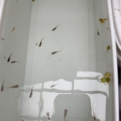 ミックスメダカ18匹　現物①の画像