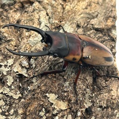 【商談中】
KOTA's insect ファブリース・タカクワイ ペアの画像