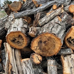 ナラ玉切り＊虫食い＊②の画像