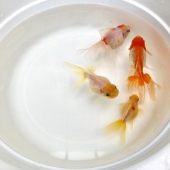 高頭パール4匹（2ペア）の画像