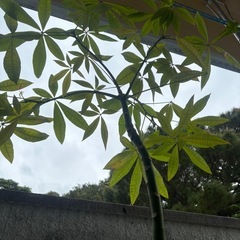 【お取引き中】ベランダ育ちのピタンガとパキラの画像