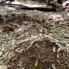 本日朝採れ筍、たけのこ、タケノコ！の画像