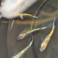 🐟🉐メダカ   ネプチューン  15匹の画像