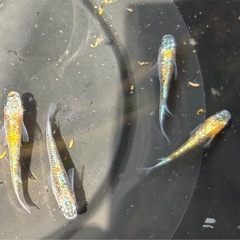 🐟🉐メダカ   ネプチューン  15匹の画像