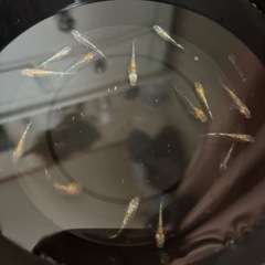 🐟🉐メダカ   ネプチューン  15匹の画像