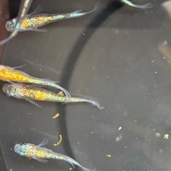 🐟🉐メダカ   ネプチューン  15匹の画像