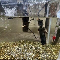 グッピー
の画像