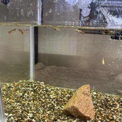 グッピー
の画像