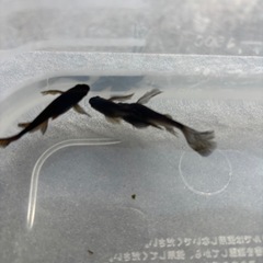 メダカ　カイジヒレ長の画像