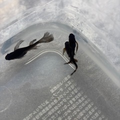 メダカ　カイジヒレ長の画像