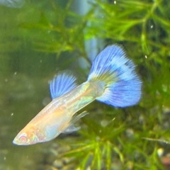 RREAMIXグッピー2ペア(1名)の画像