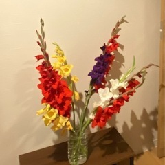 グラジオラスの球根お譲りします（すぐ植えられます！）の画像