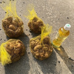 グラジオラスの球根お譲りします（すぐ植えられます！）の画像