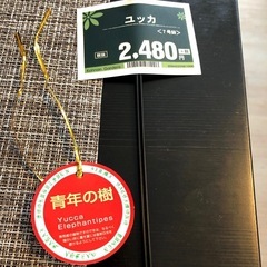(決まりました) 観葉植物 (ユッカ)の画像