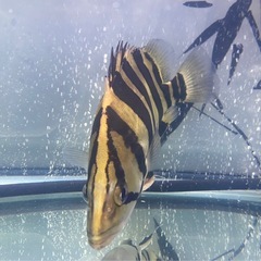 [極美•体格抜群]ダトニオプラスワン25センチの画像