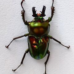 ニジイロクワガタ（ホワイトアイ・白眼）♂成虫　の画像