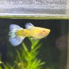 RREAMIXグッピー2ペア(1名)の画像