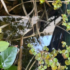 ミナミヌマエビ　大量の画像