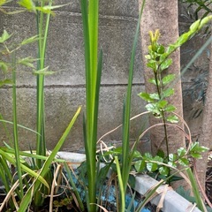 ミナミヌマエビ　大量の画像