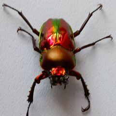 ニジイロクワガタ（スーパーレッド）　♂成虫の画像