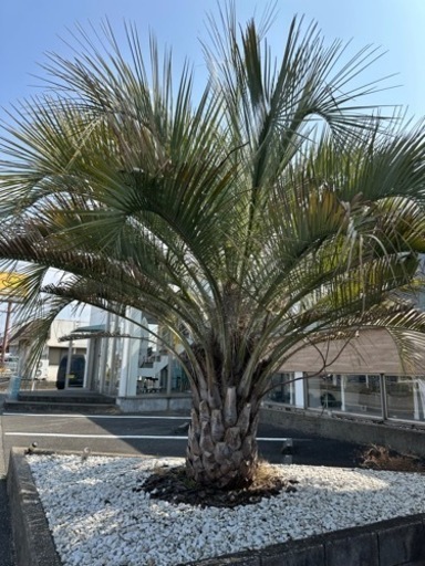 【格安引き取り限定販売】ココスヤシ ヤシ科の植物 約4メートル
