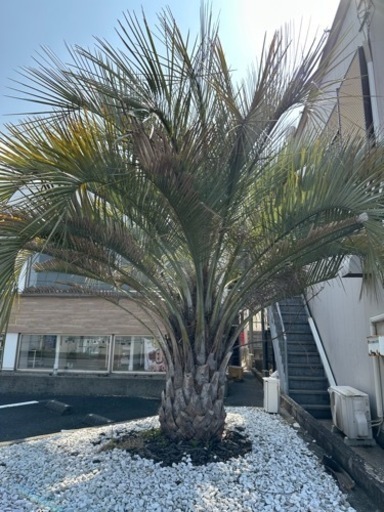【格安引き取り限定販売】ココスヤシ ヤシ科の植物 約4メートル