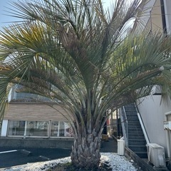 【格安引き取り限定販売】ココスヤシ ヤシ科の植物 約4メートルの画像